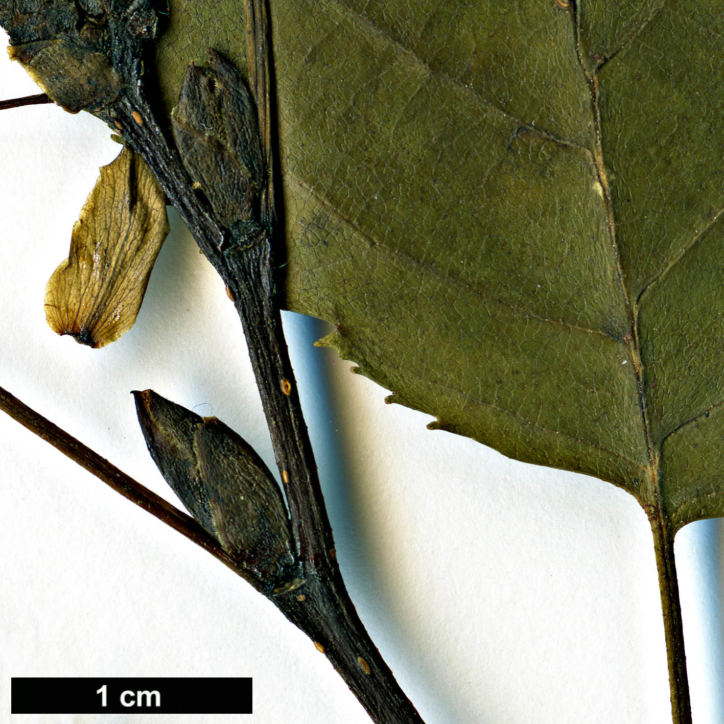 High resolution image: Family: Betulaceae - Genus: Alnus - Taxon: alnobetula - SpeciesSub: subsp. sinuata